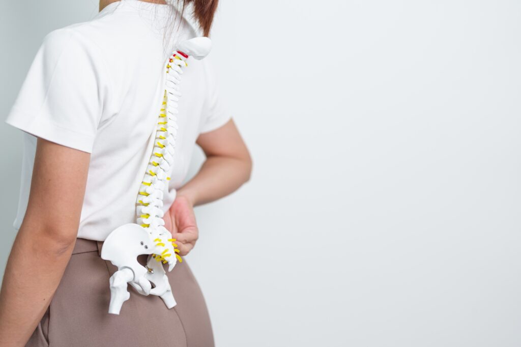 woman with human Spine anatomy model. Spinal Cord